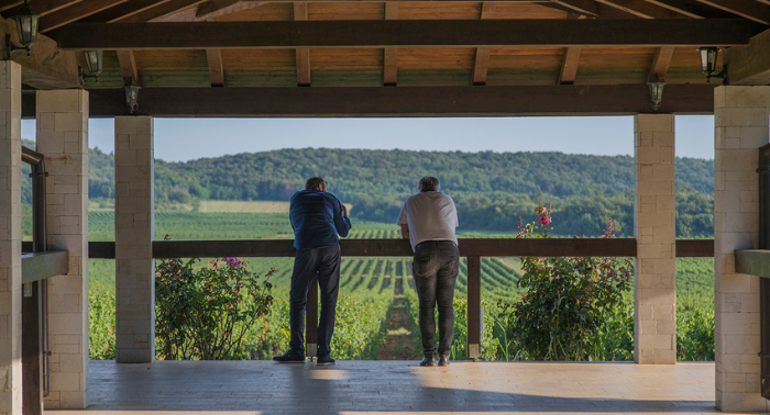 Istra klimatski uvjeti za proizvodnju vina