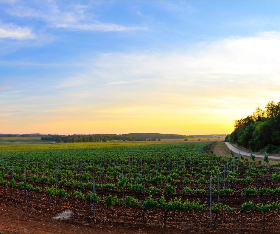 Vinogradi Zapadna Istra Vina Laguna